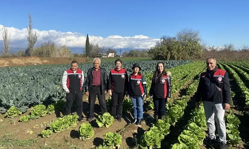 Tire'de kışlık sebze üretimi sahada incelendi